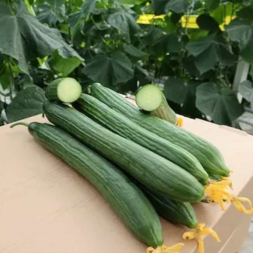 خیار گلخانه ای